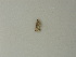  (Araeopteron papaziani - BC ZSM Lep 72855)  @11 [ ] CreativeCommons - Attribution Non-Commercial Share-Alike (2015) Axel Hausmann/Bavarian State Collection of Zoology (ZSM) SNSB, Zoologische Staatssammlung Muenchen