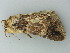  ( - BC ZSM Lep 72870)  @11 [ ] CreativeCommons - Attribution Non-Commercial Share-Alike (2015) Axel Hausmann/Bavarian State Collection of Zoology (ZSM) SNSB, Zoologische Staatssammlung Muenchen