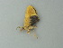  ( - BC ZSM Lep 73283)  @12 [ ] CreativeCommons - Attribution Non-Commercial Share-Alike (2015) Axel Hausmann/Bavarian State Collection of Zoology (ZSM) SNSB, Zoologische Staatssammlung Muenchen