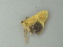  ( - BC ZSM Lep 73322)  @12 [ ] CreativeCommons - Attribution Non-Commercial Share-Alike (2015) Axel Hausmann/Bavarian State Collection of Zoology (ZSM) SNSB, Zoologische Staatssammlung Muenchen
