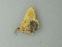  ( - BC ZSM Lep 73340)  @12 [ ] CreativeCommons - Attribution Non-Commercial Share-Alike (2015) Axel Hausmann/Bavarian State Collection of Zoology (ZSM) SNSB, Zoologische Staatssammlung Muenchen