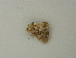 ( - BC ZSM Lep 73353)  @12 [ ] CreativeCommons - Attribution Non-Commercial Share-Alike (2015) Axel Hausmann/Bavarian State Collection of Zoology (ZSM) SNSB, Zoologische Staatssammlung Muenchen
