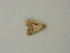  ( - BC ZSM Lep 73356)  @12 [ ] CreativeCommons - Attribution Non-Commercial Share-Alike (2015) Axel Hausmann/Bavarian State Collection of Zoology (ZSM) SNSB, Zoologische Staatssammlung Muenchen