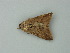  (Remigia - BC ZSM Lep 73360)  @12 [ ] CreativeCommons - Attribution Non-Commercial Share-Alike (2015) Axel Hausmann/Bavarian State Collection of Zoology (ZSM) SNSB, Zoologische Staatssammlung Muenchen