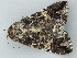  ( - BC ZSM Lep 73367)  @11 [ ] CreativeCommons - Attribution Non-Commercial Share-Alike (2015) Axel Hausmann/Bavarian State Collection of Zoology (ZSM) SNSB, Zoologische Staatssammlung Muenchen
