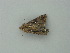  ( - BC ZSM Lep 73371)  @12 [ ] CreativeCommons - Attribution Non-Commercial Share-Alike (2015) Axel Hausmann/Bavarian State Collection of Zoology (ZSM) SNSB, Zoologische Staatssammlung Muenchen