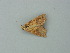  ( - BC ZSM Lep 73390)  @12 [ ] CreativeCommons - Attribution Non-Commercial Share-Alike (2015) Axel Hausmann/Bavarian State Collection of Zoology (ZSM) SNSB, Zoologische Staatssammlung Muenchen