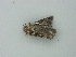  (Trichoplusia vittata - BC ZSM Lep 73399)  @12 [ ] CreativeCommons - Attribution Non-Commercial Share-Alike (2015) Axel Hausmann/Bavarian State Collection of Zoology (ZSM) SNSB, Zoologische Staatssammlung Muenchen