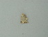  ( - BC ZSM Lep 73409)  @12 [ ] CreativeCommons - Attribution Non-Commercial Share-Alike (2015) Axel Hausmann/Bavarian State Collection of Zoology (ZSM) SNSB, Zoologische Staatssammlung Muenchen