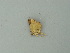  ( - BC ZSM Lep 73419)  @11 [ ] CreativeCommons - Attribution Non-Commercial Share-Alike (2015) Axel Hausmann/Bavarian State Collection of Zoology (ZSM) SNSB, Zoologische Staatssammlung Muenchen