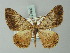  ( - BC ZSM Lep 74499)  @11 [ ] CreativeCommons - Attribution Non-Commercial Share-Alike (2015) Axel Hausmann/Bavarian State Collection of Zoology (ZSM) SNSB, Zoologische Staatssammlung Muenchen