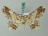  ( - BC ZSM Lep 74505)  @12 [ ] CreativeCommons - Attribution Non-Commercial Share-Alike (2015) Axel Hausmann/Bavarian State Collection of Zoology (ZSM) SNSB, Zoologische Staatssammlung Muenchen