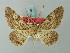 ( - BC ZSM Lep 74536)  @11 [ ] CreativeCommons - Attribution Non-Commercial Share-Alike (2015) Axel Hausmann/Bavarian State Collection of Zoology (ZSM) SNSB, Zoologische Staatssammlung Muenchen