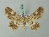  ( - BC ZSM Lep 74545)  @11 [ ] CreativeCommons - Attribution Non-Commercial Share-Alike (2015) Axel Hausmann/Bavarian State Collection of Zoology (ZSM) SNSB, Zoologische Staatssammlung Muenchen