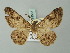  ( - BC ZSM Lep 74557)  @12 [ ] CreativeCommons - Attribution Non-Commercial Share-Alike (2015) Axel Hausmann/Bavarian State Collection of Zoology (ZSM) SNSB, Zoologische Staatssammlung Muenchen