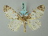  ( - BC ZSM Lep 74560)  @14 [ ] CreativeCommons - Attribution Non-Commercial Share-Alike (2015) Axel Hausmann/Bavarian State Collection of Zoology (ZSM) SNSB, Zoologische Staatssammlung Muenchen
