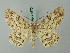  ( - BC ZSM Lep 74573)  @11 [ ] CreativeCommons - Attribution Non-Commercial Share-Alike (2015) Axel Hausmann/Bavarian State Collection of Zoology (ZSM) SNSB, Zoologische Staatssammlung Muenchen