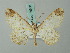  ( - BC ZSM Lep 74638)  @11 [ ] CreativeCommons - Attribution Non-Commercial Share-Alike (2015) Axel Hausmann/Bavarian State Collection of Zoology (ZSM) SNSB, Zoologische Staatssammlung Muenchen
