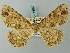  ( - BC ZSM Lep 74654)  @11 [ ] CreativeCommons - Attribution Non-Commercial Share-Alike (2015) Axel Hausmann/Bavarian State Collection of Zoology (ZSM) SNSB, Zoologische Staatssammlung Muenchen