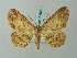  ( - BC ZSM Lep 74655)  @11 [ ] CreativeCommons - Attribution Non-Commercial Share-Alike (2015) Axel Hausmann/Bavarian State Collection of Zoology (ZSM) SNSB, Zoologische Staatssammlung Muenchen