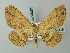  ( - BC ZSM Lep 74657)  @11 [ ] CreativeCommons - Attribution Non-Commercial Share-Alike (2015) Axel Hausmann/Bavarian State Collection of Zoology (ZSM) SNSB, Zoologische Staatssammlung Muenchen