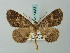  ( - BC ZSM Lep 74661)  @11 [ ] CreativeCommons - Attribution Non-Commercial Share-Alike (2015) Axel Hausmann/Bavarian State Collection of Zoology (ZSM) SNSB, Zoologische Staatssammlung Muenchen