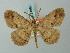  ( - BC ZSM Lep 74662)  @11 [ ] CreativeCommons - Attribution Non-Commercial Share-Alike (2015) Axel Hausmann/Bavarian State Collection of Zoology (ZSM) SNSB, Zoologische Staatssammlung Muenchen