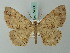  ( - BC ZSM Lep 74666)  @11 [ ] CreativeCommons - Attribution Non-Commercial Share-Alike (2015) Axel Hausmann/Bavarian State Collection of Zoology (ZSM) SNSB, Zoologische Staatssammlung Muenchen