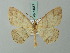  ( - BC ZSM Lep 74667)  @11 [ ] CreativeCommons - Attribution Non-Commercial Share-Alike (2015) Axel Hausmann/Bavarian State Collection of Zoology (ZSM) SNSB, Zoologische Staatssammlung Muenchen