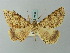 ( - BC ZSM Lep 74668)  @11 [ ] CreativeCommons - Attribution Non-Commercial Share-Alike (2015) Axel Hausmann/Bavarian State Collection of Zoology (ZSM) SNSB, Zoologische Staatssammlung Muenchen