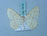 ( - BC ZSM Lep 74774)  @11 [ ] CreativeCommons - Attribution Non-Commercial Share-Alike (2015) Axel Hausmann/Bavarian State Collection of Zoology (ZSM) SNSB, Zoologische Staatssammlung Muenchen