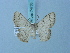  ( - BC ZSM Lep 74783)  @11 [ ] CreativeCommons - Attribution Non-Commercial Share-Alike (2015) Axel Hausmann/Bavarian State Collection of Zoology (ZSM) SNSB, Zoologische Staatssammlung Muenchen
