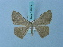  ( - BC ZSM Lep 74811)  @11 [ ] CreativeCommons - Attribution Non-Commercial Share-Alike (2015) Axel Hausmann/Bavarian State Collection of Zoology (ZSM) SNSB, Zoologische Staatssammlung Muenchen