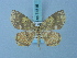  (Synegia erythra - BC ZSM Lep 74815)  @13 [ ] CreativeCommons - Attribution Non-Commercial Share-Alike (2015) Axel Hausmann/Bavarian State Collection of Zoology (ZSM) SNSB, Zoologische Staatssammlung Muenchen
