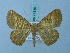  (Synegia medioxima - BC ZSM Lep 74816)  @11 [ ] CreativeCommons - Attribution Non-Commercial Share-Alike (2015) Axel Hausmann/Bavarian State Collection of Zoology (ZSM) SNSB, Zoologische Staatssammlung Muenchen