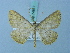  (Synegia saturata - BC ZSM Lep 74817)  @11 [ ] CreativeCommons - Attribution Non-Commercial Share-Alike (2015) Axel Hausmann/Bavarian State Collection of Zoology (ZSM) SNSB, Zoologische Staatssammlung Muenchen