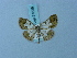  ( - BC ZSM Lep 74829)  @11 [ ] CreativeCommons - Attribution Non-Commercial Share-Alike (2015) Axel Hausmann/Bavarian State Collection of Zoology (ZSM) SNSB, Zoologische Staatssammlung Muenchen