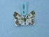  ( - BC ZSM Lep 74832)  @11 [ ] CreativeCommons - Attribution Non-Commercial Share-Alike (2015) Axel Hausmann/Bavarian State Collection of Zoology (ZSM) SNSB, Zoologische Staatssammlung Muenchen