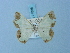  ( - BC ZSM Lep 74836)  @11 [ ] CreativeCommons - Attribution Non-Commercial Share-Alike (2015) Axel Hausmann/Bavarian State Collection of Zoology (ZSM) SNSB, Zoologische Staatssammlung Muenchen