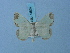  ( - BC ZSM Lep 74852)  @11 [ ] CreativeCommons - Attribution Non-Commercial Share-Alike (2015) Axel Hausmann/Bavarian State Collection of Zoology (ZSM) SNSB, Zoologische Staatssammlung Muenchen