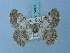  ( - BC ZSM Lep 74871)  @11 [ ] CreativeCommons - Attribution Non-Commercial Share-Alike (2015) Axel Hausmann/Bavarian State Collection of Zoology (ZSM) SNSB, Zoologische Staatssammlung Muenchen