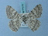  ( - BC ZSM Lep 74872)  @11 [ ] CreativeCommons - Attribution Non-Commercial Share-Alike (2015) Axel Hausmann/Bavarian State Collection of Zoology (ZSM) SNSB, Zoologische Staatssammlung Muenchen