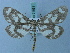  (Cystidia eurypyle - BC ZSM Lep 74881)  @11 [ ] CreativeCommons - Attribution Non-Commercial Share-Alike (2015) Axel Hausmann/Bavarian State Collection of Zoology (ZSM) SNSB, Zoologische Staatssammlung Muenchen
