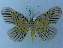  ( - BC ZSM Lep 74890)  @11 [ ] CreativeCommons - Attribution Non-Commercial Share-Alike (2015) Axel Hausmann/Bavarian State Collection of Zoology (ZSM) SNSB, Zoologische Staatssammlung Muenchen