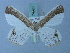  (Opisthoxia amabilis - BC ZSM Lep 74928)  @11 [ ] CreativeCommons - Attribution Non-Commercial Share-Alike (2015) Axel Hausmann/Bavarian State Collection of Zoology (ZSM) SNSB, Zoologische Staatssammlung Muenchen