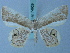  (Opisthoxia GM09 - BC ZSM Lep 74929)  @14 [ ] CreativeCommons - Attribution Non-Commercial Share-Alike (2015) Axel Hausmann/Bavarian State Collection of Zoology (ZSM) SNSB, Zoologische Staatssammlung Muenchen