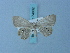  (Opisthoxia humilis - BC ZSM Lep 74932)  @11 [ ] CreativeCommons - Attribution Non-Commercial Share-Alike (2015) Axel Hausmann/Bavarian State Collection of Zoology (ZSM) SNSB, Zoologische Staatssammlung Muenchen