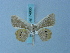  ( - BC ZSM Lep 74933)  @11 [ ] CreativeCommons - Attribution Non-Commercial Share-Alike (2015) Axel Hausmann/Bavarian State Collection of Zoology (ZSM) SNSB, Zoologische Staatssammlung Muenchen