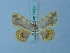  (Opisthoxia danaeata - BC ZSM Lep 74935)  @11 [ ] CreativeCommons - Attribution Non-Commercial Share-Alike (2015) Axel Hausmann/Bavarian State Collection of Zoology (ZSM) SNSB, Zoologische Staatssammlung Muenchen
