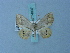  ( - BC ZSM Lep 74937)  @11 [ ] CreativeCommons - Attribution Non-Commercial Share-Alike (2015) Axel Hausmann/Bavarian State Collection of Zoology (ZSM) SNSB, Zoologische Staatssammlung Muenchen